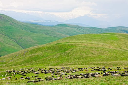 flock of sheep is grazed on a pasture in mountains