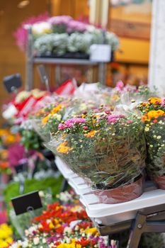 Street show-window of flower shop in Europe