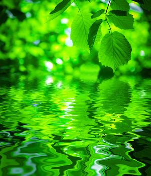 foliage with water surface