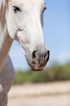 beautiful pura raza espanola pre andalusian horse outdoor in summer