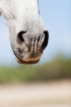 beautiful pura raza espanola pre andalusian horse outdoor in summer
