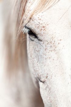 beautiful pura raza espanola pre andalusian horse outdoor in summer