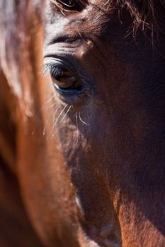 brown trotteur francais trotter horse gelding outdoor in summer 