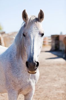 beautiful pura raza espanola pre andalusian horse outdoor in summer