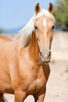 beautiful blond cruzado horse outside horse ranch nature