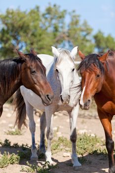 group of horses outside horse ranch in summer sunset portrait