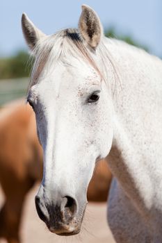 beautiful pura raza espanola pre andalusian horse outdoor in summer