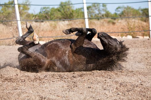 caballo de pura raza menorquina prm horse outdoor rolling on floor