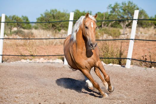 beautiful blond cruzado horse outside horse ranch nature