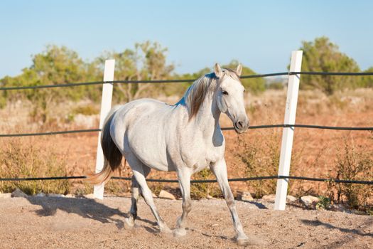 beautiful pura raza espanola pre andalusian horse outdoor in summer