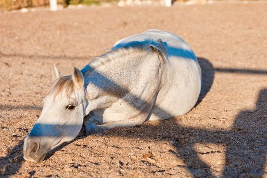 beautiful pura raza espanola pre andalusian horse outdoor in summer