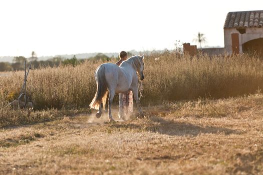 young woman walking away in sunset with horse summertime