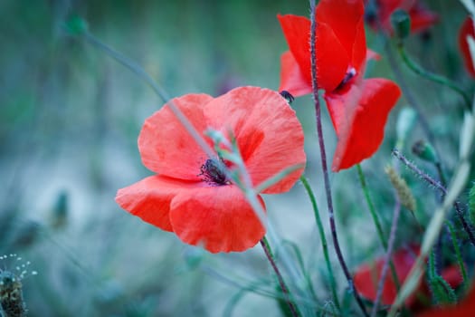 beautiful red poppy poppies in green and blue closeup outdoor