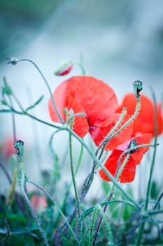 beautiful red poppy poppies in green and blue closeup outdoor