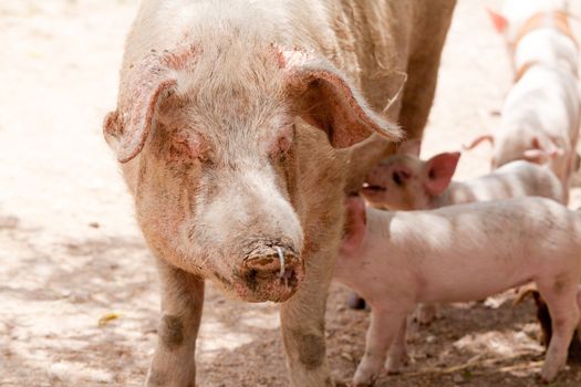cute little pig piglet and mother outdoor in field in summer