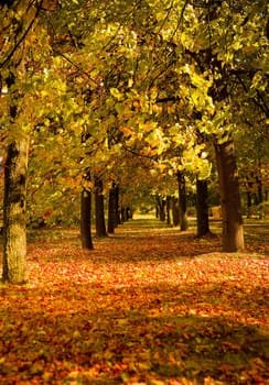 autumn park