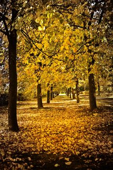 autumn alley