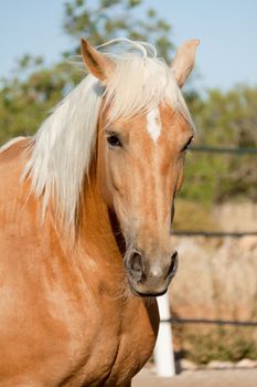 beautiful blond cruzado horse outside horse ranch nature
