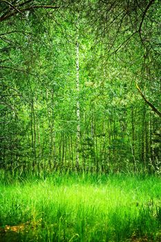 bush in deep forest