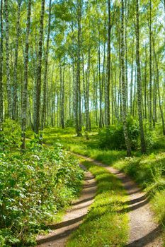 road in birch forest