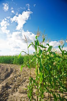 side of corn field