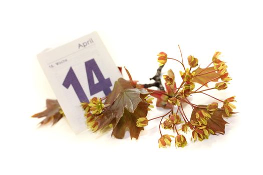 beautiful Maple blossoms with calendar sheet on a light background