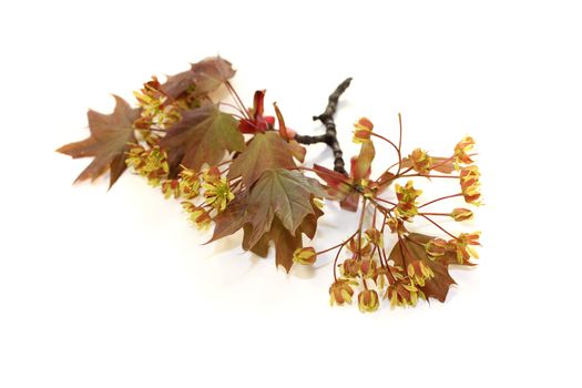 fresh beautiful Maple blossoms on a light background