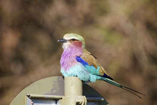 Lilac breasted roller bird sitting on a pole, nature