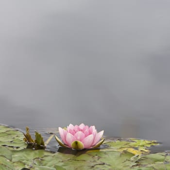 Lilly pad and flower in a pond