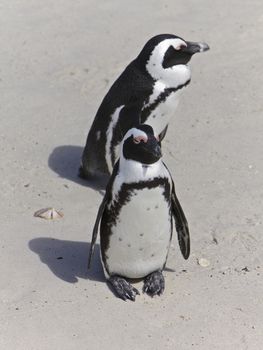 Penguins in love, False Bay, Boulders Bay, Simon's Town, Western Cape, Cape Town, South Africa
