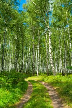 a road in birch forest