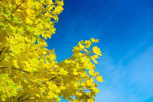 autumn foliage and sky