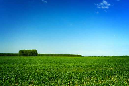 field of corn