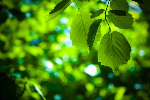 green leaves