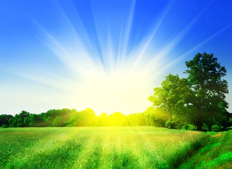 meadow with forest