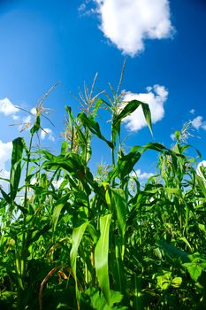 plants of the green luch corn on a background of the blue sky