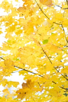 autumn foliage on a white sky