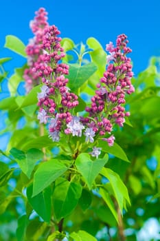 lilac