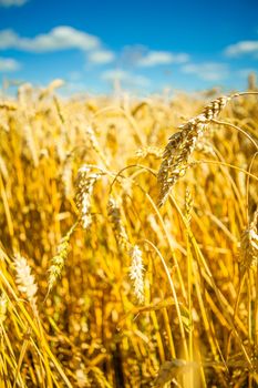 plants of wheat