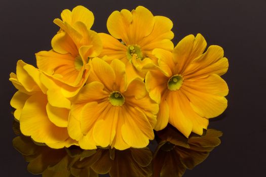 bundle of beautiful spring  flowers of yellow primula on black background