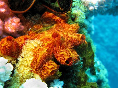 coral reef with sea sponge at the bottom of tropical sea on blue water background