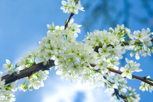 Branch of a plam tree