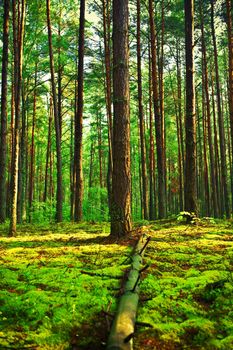 forest