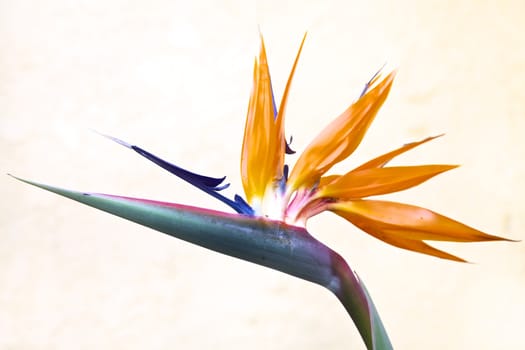 Bird of Paradise, Queenly Strelitzia flower 