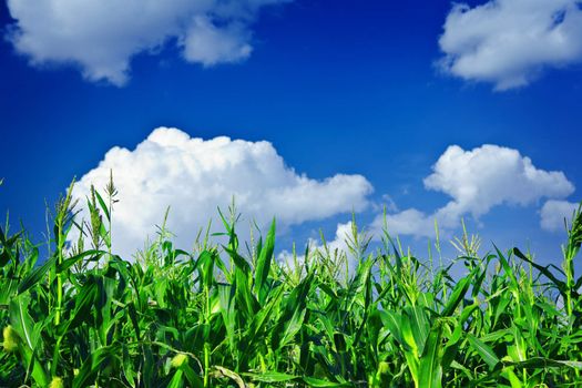 plants of green corn on the sky