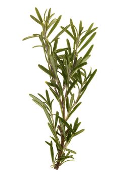 Rosemary