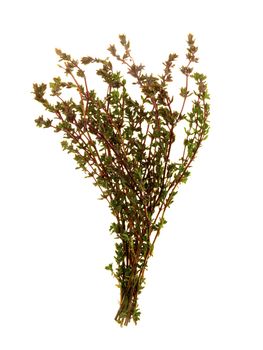 Thyme