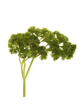 Parsley