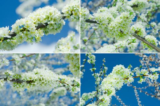 set of branches plum tree