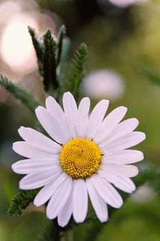 Wild Daisy flower